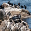 Harbor Seal and Cormorants Harbor Seal and Cormorants