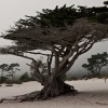 foggy Carmel foggy Carmel