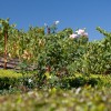 Vineyard Vineyard
