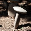 Mushroom Mushroom