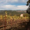 Napa Valley or the beauty of autmn Napa Valley or the beauty of autmn