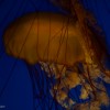 Jelly Fish