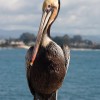 Pelican Posing