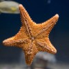 Star Fish