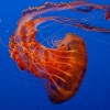 Jelly Fish