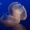 Jelly Fish