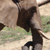 I love Elephants