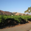 Winery