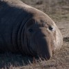 Elephant Seal