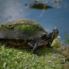 Turtle, Shark Valley