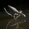 Young Night Heron, Ding Darling National Wildlife Refuge