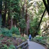 Muir Woods